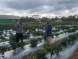 Sinergi Polsek Kapuas Barat Dukung Ketahanan Pangan, Cek Langsung Kebun Hortikultura di Desa Basuta Raya