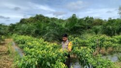 *Bhabinkamtibmas Desa Pulau Patai Dorong Ketahanan Pangan Warga, Pekarangan Kosong Disulap Jadi Lahan Produktif*