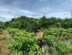 *Bhabinkamtibmas Desa Pulau Patai Dorong Ketahanan Pangan Warga, Pekarangan Kosong Disulap Jadi Lahan Produktif*