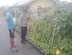 Dukung Ketahanan Pangan, Polsek Kapuas Barat Cek Perkebunan Hortikultura di Desa Saka Mangkahai