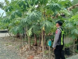 Dukung Ketahanan Pangan, Polsek Kapuas Barat Monitoring Budidaya Pepaya di Mandomai
