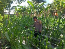 Bhabinkamtibmas Kelurahan Mendawai Laksanakan Pengecekan Lahan Jagung