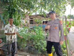 Dukung Swasembada, Kapolsek Kapuas Barat Cek Langsung Ketahanan Pangan Hortikultura di Desa Penda Ketapi