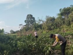 Polsek Hanau Lakukan Pengecekan Lahan Jagung BUMDes Asam Baru Dukung Ketahanan Pangan 2026