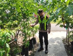 Dukung Ketahanan Pangan, Polsek Kapuas Barat Cek Kebun Hortikultura di Mandomai