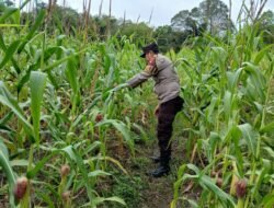 Sinergi Ketahanan Pangan, Polsek Kapuas Barat Cek Budidaya Jagung Manis di Desa Saka Mangkahai