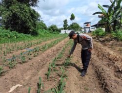 Polsek Hanau Lakukan Pengecekan Lahan Jagung Program 1 Desa 1 Hektar untuk Dukung Ketahanan Pangan