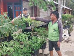 Sabtu, Polsek Kapuas Barat Monitoring Pekarangan Pangan Bergizi Budidaya Lombok di Mandomai