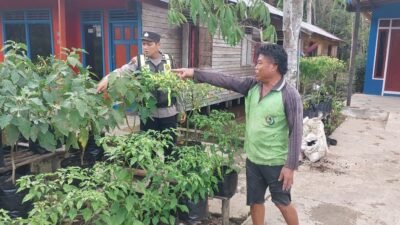 Sabtu, Polsek Kapuas Barat Monitoring Pekarangan Pangan Bergizi Budidaya Lombok di Mandomai