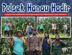 Polsek Hanau Monitoring Perkembangan Lahan Jagung Program Tumpang Sari untuk Dukung Ketahanan Pangan Nasional