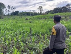 Bhabinkamtibmas Intens Cek Lahan Jagung Warga Tumbang Lahung