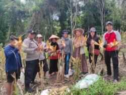 Bhabinkamtibmas Sumber Barito Dukung Produktivitas Petani Lewat Pendampingan Panen Jagung