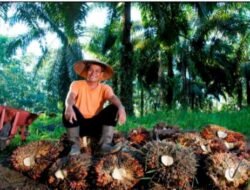 Di Tengah Gejolak Harga Sawit, Holding Perkebunan Nusantara Konsisten Serap TBS Petani