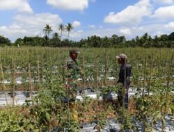 Babinsa Hadir di Tengah Petani, Dukung Produktivitas Kebun Tomat Warga