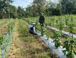 Babinsa dan Petani Bersinergi Perkuat Ketahanan Pangan di Muara Uya