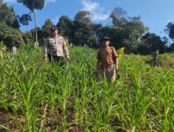 Dukung Swasembada Pangan, Bhabinkamtibmas Pospol Uut Murung Monitoring Perkembangan Kebun Jagung Hibrida Warga Tumbang Olong II
