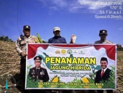 Bhabinkamtibmas Polsek Murung Dukung Penuh Warga Tanam Jagung Hibrida