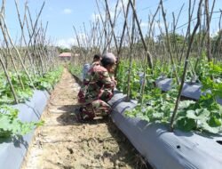 Babinsa dan Petani Bersinergi, Wujudkan Lahan Produktif dan Tingkatkan Kesejahteraan Warga