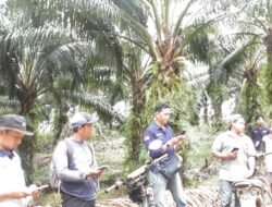 Dinas Perkebunan Temukan SEJUMLAH Dugaan Pelanggaran PT Arvena Sepakat