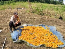 Dukung Ketahanan Pangan, Bhabinkamtibmas Polsek Murung Pantau Hasil Panen Jagung Warga Danau Usung
