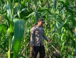 Bhabinkamtibmas Pantau Berkala Perkembangan Lahan Jagung Warga Kec. Permata Intan