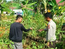 Bhabinkamtibmas Sambang Silaturahmi Sekaligus Cek Kebun Jagung & Sayuran Warga Kec. Permata Intan