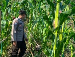 Polsek Permata Intan Pantau Berkala Perkembangan Lahan Jagung Warga