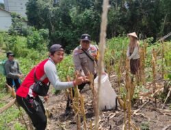Bhabinkamtibmas Sumber Barito Dukung Produktivitas Petani Lewat Pendampingan Panen Jagung Di Desa Tumbang Molut
