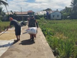 Kemanunggalan TNI dan Rakyat, Babinsa Bantu Warga Jemur Gabah di Kelurahan Pulau