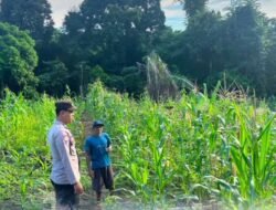 Perkuat Ketahanan Pangan, Bhabinkamtibmas Polsek Permata Intan Aktif Dampingi Petani Jagung
