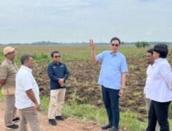 Dukung Program Mandiri Energi Nasional, Holding Perkebunan Nusantara Siapkan 10 Ribu Hektare Lahan Singkong di Lampung