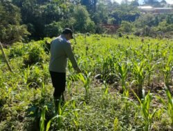 Wujud Dukungan Swasembada, Bhabinkamtibmas Tumbang Olong II Pantau Perkembangan Ketahanan Pangan Warga