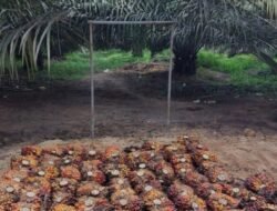 Holding Perkebunan Nusantara Soroti Keterkaitan Narkoba dan Pencurian Sawit di Sumatera Utara