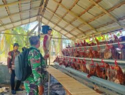 Melalui Pendampingan Babinsa, BUMDes Tunas Jaya Optimistis Kembangkan Usaha Peternakan Ayam Petelur