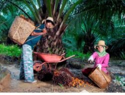 Peringati Hari Krida Pertanian, Holding Perkebunan Nusantara melalui PTPN IV PalmCo Serap 1,34 Juta Ton TBS Petani