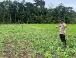Bhabinkamtibmas Kunjungi Lahan Jagung Warga Konut, Wujud Dukungan Polri Terhadap Ketahanan Pangan Nasional