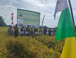 Pasiter Kodim 1208/Sambas Dampingi Wakil Bupati Sambas Hadiri Panen Padi di Desa Gelik