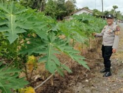 Dukung Ketahanan Pangan, Polsek Kapuas Barat Monitoring Budidaya Pepaya di Mandomai