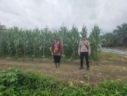 Dukung Ketahanan Pangan, Bhabinkamtibmas Polsek Sukamara Monitoring Lahan Jagung di Desa Kartamulia