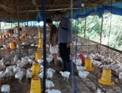 Dukung Swasembada, Polsek Kapuas Barat Cek Peternakan Ayam di Desa Maju Bersama