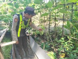 Dukung Ketahanan Pangan, Polsek Kapuas Barat Cek Budidaya Sayur Pare di Desa Saka Mangkahai