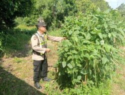 Dukung Ketahanan Pangan, Polsek Kapuas Barat Monitoring Budidaya Kacang Panjang di Desa Saka Mangkahai