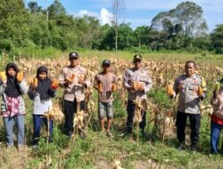 Sinergi Membangun Desa: Polsek Kapuas Barat Bersama Unit BUMDes Saka Mangkahai Sukses Gelar Panen Jagung Hibrida