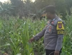 BHABINKAMTIBMAS DESA BANGUN JAYA CEK PERKEMBANGAN TANAMAN JAGUNG, DUKUNG KETAHANAN PANGAN NASIONAL