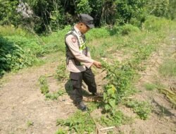 Dukung Asta Cita Presiden, Polsek Kapuas Barat Cek Program Pekarangan Pangan Bergizi di Desa Saka Mangkahai