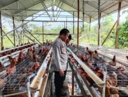 Dukung Ketahanan Pangan, Polsek Kapuas Barat Cek Budidaya Ayam Petelur di Desa Sei Kayu