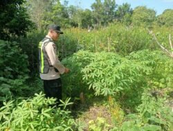 Polsek Kapuas Barat Dukung Program Ketahanan Pangan Melalui Kegiatan Pemanfaatan Lahan Produktif