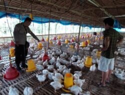Sinergi Ketahanan Pangan, Kapolsek Kapuas Barat Cek Langsung Sektor Peternakan di Desa Sei Pitung