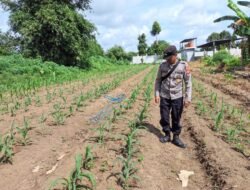 Bhabinkamtibmas Desa Derangga Lakukan Pengecekan Lahan Jagung Program 1 Desa 1 Hektar