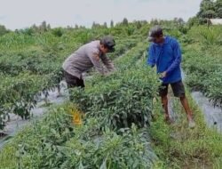 Sinergi Kamtibmas, Polsek Kapuas Barat Cek Progres Ketahanan Pangan di Desa Penda Ketapi